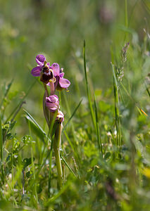 Ophrys tenthredinifera (Orchidaceae)  - Ophrys tenthrède Pyrenees-Orientales [France] 23/04/2009 - 270m