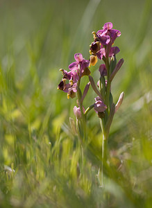 Ophrys tenthredinifera (Orchidaceae)  - Ophrys tenthrède Pyrenees-Orientales [France] 23/04/2009 - 270m