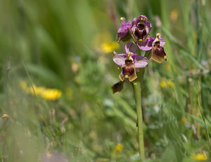 Ophrys tenthredinifera (Orchidaceae)  - Ophrys tenthrède Pyrenees-Orientales [France] 23/04/2009 - 270m