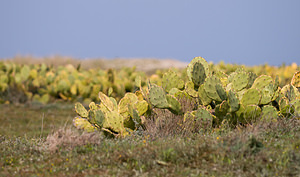 Opuntia ficus-indica (Cactaceae)  - Oponce figuier de Barbarie, Figuier de Barbarie, Figuier d'Inde, Opuntia figuier de Barbarie Pyrenees-Orientales [France] 22/04/2009