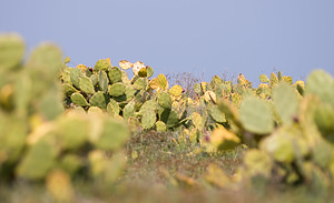 Opuntia ficus-indica (Cactaceae)  - Oponce figuier de Barbarie, Figuier de Barbarie, Figuier d'Inde, Opuntia figuier de Barbarie Pyrenees-Orientales [France] 22/04/2009