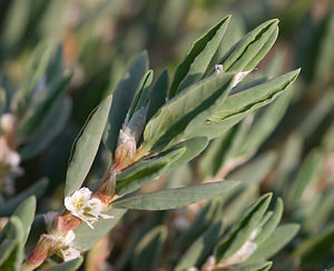 Polygonum maritimum (Polygonaceae)  - Renouée maritime - Sea Knotgrass Pyrenees-Orientales [France] 22/04/2009