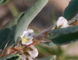 Polygonum maritimum (Polygonaceae)  - Renouée maritime - Sea Knotgrass Pyrenees-Orientales [France] 22/04/2009