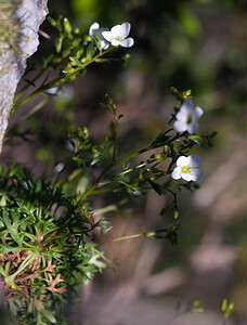 Saxifraga fragilis subsp. fragilis (Saxifragaceae)  - Saxifrage fragile Pyrenees-Orientales [France] 23/04/2009 - 350m