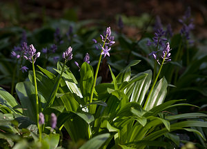 Tractema lilio-hyacinthus (Asparagaceae)  - Scille lis-jacinthe  [France] 24/04/2009 - 960m