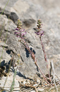 Aethionema saxatile (Brassicaceae)  - Éthionéme des rochers - Burnt Candytuft Drome [France] 27/05/2009 - 710m