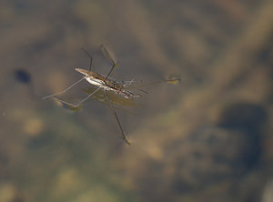 Aquarius najas (Gerridae)  - River Skater Hautes-Alpes [France] 24/05/2009 - 1260m