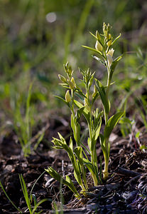 Cephalanthera damasonium (Orchidaceae)  - Céphalanthère à grandes fleurs, Céphalanthère pâle, Céphalanthère blanche, Elléborine blanche - White Helleborine Drome [France] 24/05/2009 - 1120m