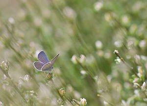 Cupido minimus (Lycaenidae)  - Argus frêle, Lycène naine - Small Blue Vaucluse [France] 26/05/2009 - 510m