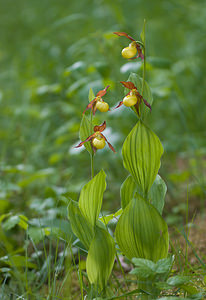 Cypripedium calceolus (Orchidaceae)  - Sabot-de-Vénus - Lady's-slipper Cote-d'Or [France] 31/05/2009 - 370m