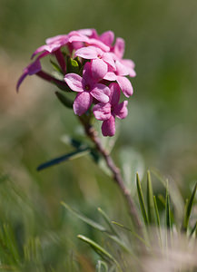 Daphne cneorum (Thymelaeaceae)  - Daphné camélée, Thymélée Drome [France] 28/05/2009 - 1490m