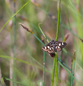 Eurrhypis pollinalis (Crambidae)  - Poudrée - White-spotted Black Drome [France] 23/05/2009 - 820m