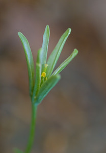 Gagea minima (Liliaceae)  - Gagée naine Drome [France] 28/05/2009 - 1490m