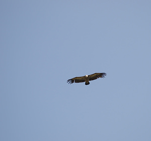 Gyps fulvus (Accipitridae)  - Vautour fauve - Eurasian Griffon Vulture Drome [France] 25/05/2009 - 710m