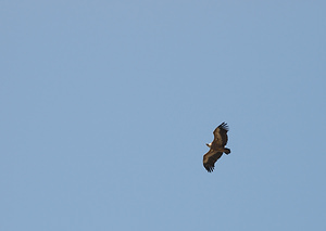 Gyps fulvus (Accipitridae)  - Vautour fauve - Eurasian Griffon Vulture Drome [France] 25/05/2009 - 710m