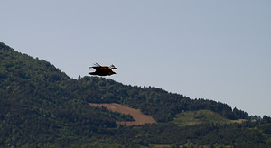 Gyps fulvus (Accipitridae)  - Vautour fauve - Eurasian Griffon Vulture Drome [France] 27/05/2009 - 710m