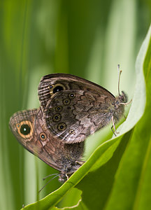 Lasiommata petropolitana Gorgone