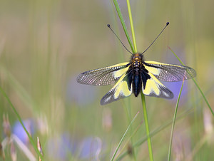 Libelloides coccajus (Ascalaphidae)  - Ascalaphe soufré Drome [France] 23/05/2009 - 820m