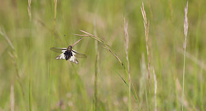 Libelloides coccajus (Ascalaphidae)  - Ascalaphe soufré Drome [France] 23/05/2009 - 820m