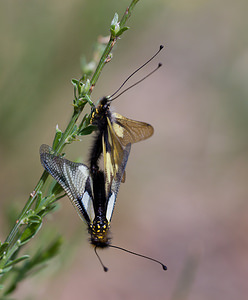Libelloides coccajus (Ascalaphidae)  - Ascalaphe soufré Drome [France] 23/05/2009 - 980m