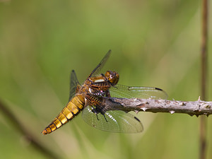 Libellula depressa (Libellulidae)  - Libellule déprimée - Broad-bodied Chaser Aisne [France] 10/05/2009 - 100m