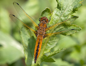 Libellula fulva (Libellulidae)  - Libellule fauve - Scarce Chaser Aisne [France] 09/05/2009 - 130m