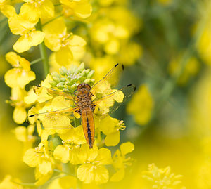 Libellula fulva (Libellulidae)  - Libellule fauve - Scarce Chaser Aisne [France] 09/05/2009 - 140m