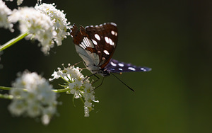 Limenitis reducta (Nymphalidae)  - Sylvain azuré, Camille Drome [France] 29/05/2009 - 580m