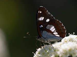 Limenitis reducta (Nymphalidae)  - Sylvain azuré, Camille Drome [France] 29/05/2009 - 580m