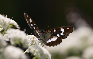 Limenitis reducta (Nymphalidae)  - Sylvain azuré, Camille Drome [France] 29/05/2009 - 580m