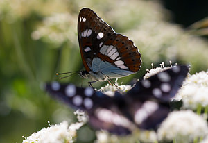 Limenitis reducta (Nymphalidae)  - Sylvain azuré, Camille Drome [France] 29/05/2009 - 580m