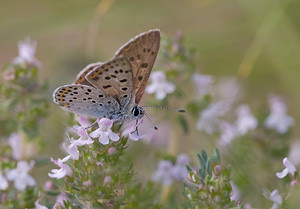 Lycaena tityrus (Lycaenidae)  - Cuivré fuligineux, Argus myope, Polyommate Xanthé - Sooty Copper Vaucluse [France] 26/05/2009 - 510m