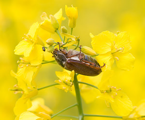 Melolontha melolontha (Scarabaeidae)  - Grand hanneton commun, Hanneton commun - Common Cockchafer Aisne [France] 09/05/2009 - 130m