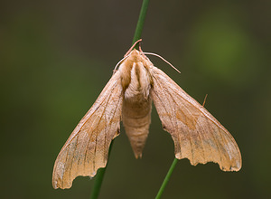 Mimas tiliae (Sphingidae)  - Sphinx du Tilleul - Lime Hawk-moth Aisne [France] 08/05/2009 - 70m