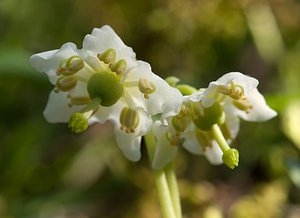 Moneses uniflora Monésès à une fleur, Pyrole uniflore, Pyrole à une fleur One-flowered Wintergreen