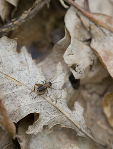 Nemobius sylvestris (Trigonidiidae)  - Grillon des bois, Grillon forestier, Nemobie forestier, Némobie forestière - Wood Cricket Nievre [France] 01/05/2009 - 280m