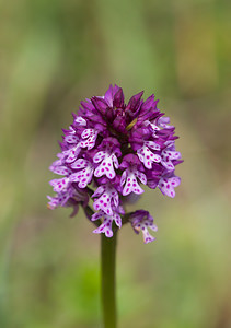 Neotinea x dietrichiana (Orchidaceae)  - Néotinée de DietrichNeotinea tridentata x Neotinea ustulata. Drome [France] 30/05/2009 - 960m