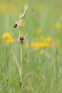 Ophrys apifera (Orchidaceae)  - Ophrys abeille - Bee Orchid Drome [France] 22/05/2009 - 490m
