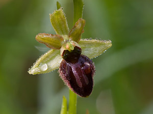 Ophrys aranifera (Orchidaceae)  - Ophrys araignée, Oiseau-coquet - Early Spider-orchid Aisne [France] 10/05/2009 - 100m