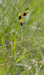 Ophrys aranifera (Orchidaceae)  - Ophrys araignée, Oiseau-coquet - Early Spider-orchid Aisne [France] 10/05/2009 - 110m