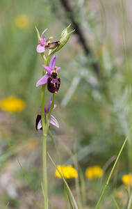 Ophrys bertolonii subsp. bertolonii (Orchidaceae)  - Ophrys de Bertoloni, Ophrys Aurélia Drome [France] 22/05/2009 - 490m