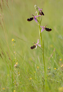 Ophrys bertolonii subsp. bertolonii (Orchidaceae)  - Ophrys de Bertoloni, Ophrys Aurélia Drome [France] 22/05/2009 - 490m