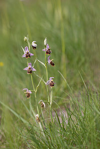 Ophrys vetula (Orchidaceae)  - Ophrys vieux Drome [France] 22/05/2009 - 490m