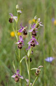 Ophrys vetula (Orchidaceae)  - Ophrys vieux Drome [France] 22/05/2009 - 490m