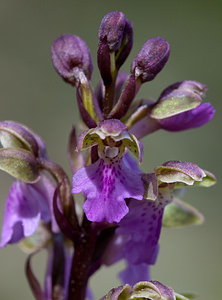 Orchis spitzelii (Orchidaceae)  - Orchis de Spitzel Drome [France] 24/05/2009 - 1190m