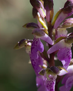 Orchis spitzelii (Orchidaceae)  - Orchis de Spitzel Hautes-Alpes [France] 24/05/2009 - 1260m