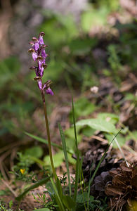 Orchis spitzelii (Orchidaceae)  - Orchis de Spitzel Drome [France] 24/05/2009 - 1040m