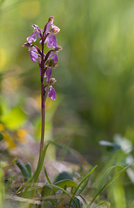 Orchis spitzelii (Orchidaceae)  - Orchis de Spitzel Drome [France] 24/05/2009 - 1040m