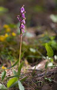 Orchis spitzelii (Orchidaceae)  - Orchis de Spitzel Drome [France] 24/05/2009 - 1040m