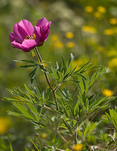 Paeonia officinalis (Paeoniaceae)  - Pivoine officinale - Garden Peony Drome [France] 24/05/2009 - 1190m